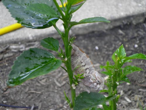July30 2011 pics 012.jpg