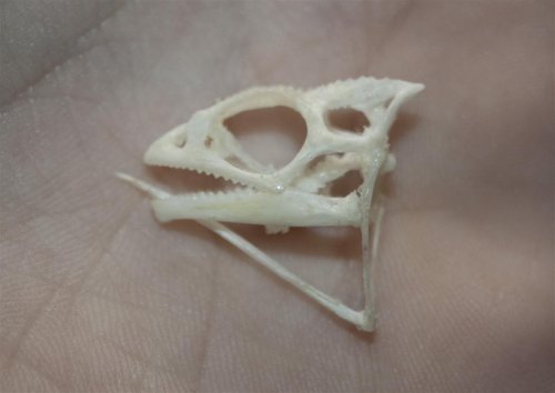 IMG_6585 (Large).jpg