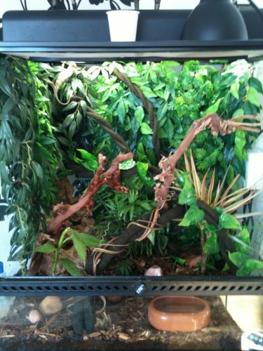 Chameleon 1.jpg