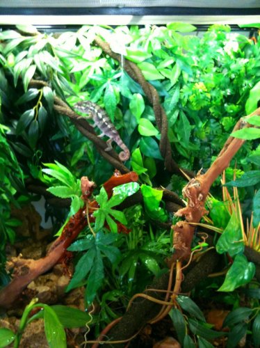 chameleon 3.jpg