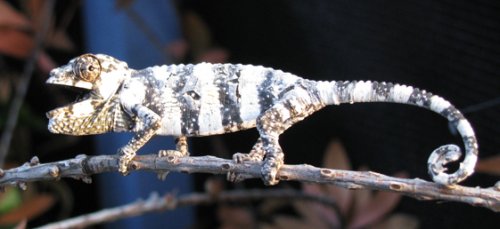 Melleri baby forum.jpg