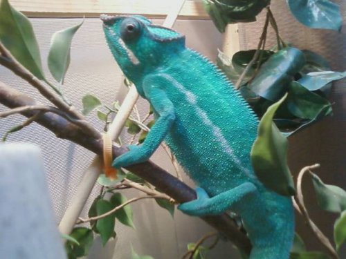 BobJr Sire Bob Kaleidescope Chameleons..jpg