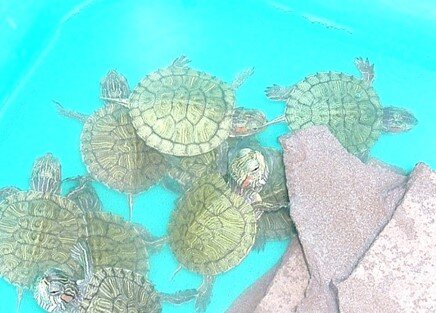 Baby Turtles.jpg