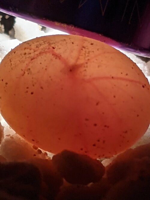 PXL_20210304_184027305 (1).jpg