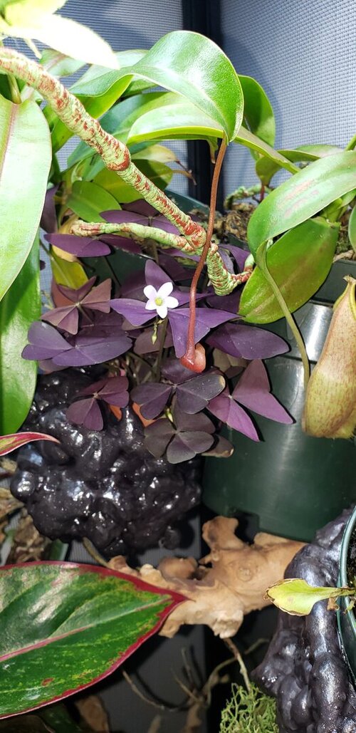 shamrock bloom.jpg
