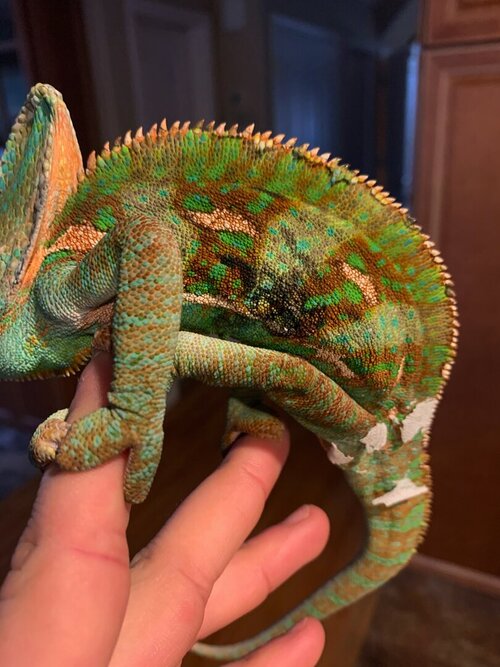 Image 3-18-21 at 4.47 PM (1).jpg