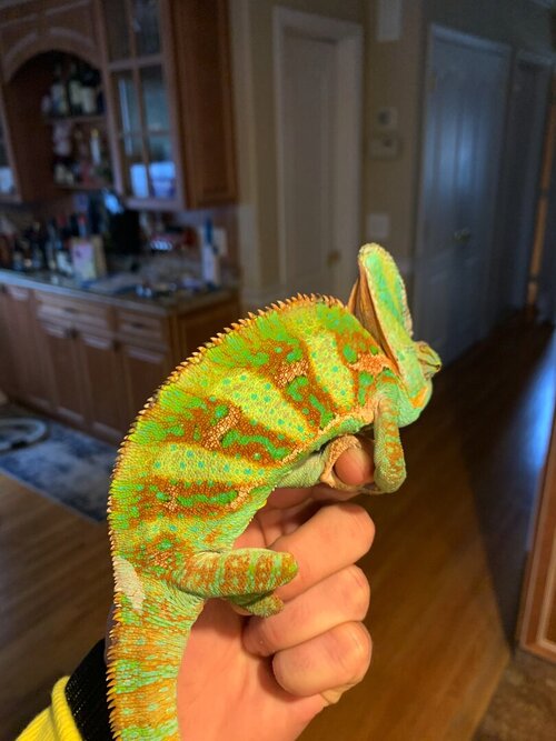 Image 3-18-21 at 4.47 PM (2).jpg