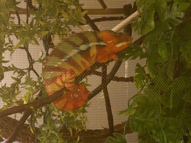 Julian Normal Pajamas.jpg