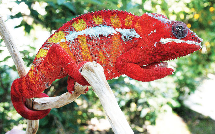 panther-chameleon-Ambilobe-breeder.jpg