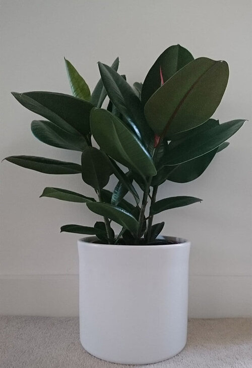 rubber-plant-ficus-elastica-houseplant.jpg