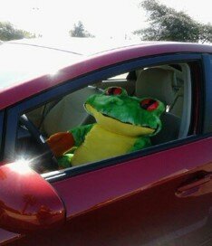 My car with frog.jpg