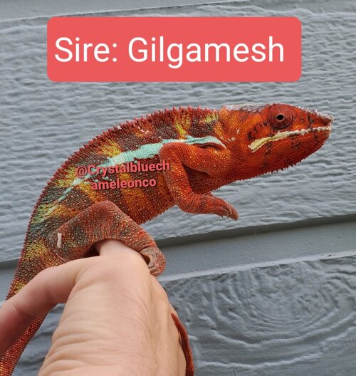 Gilgamesh.jpg