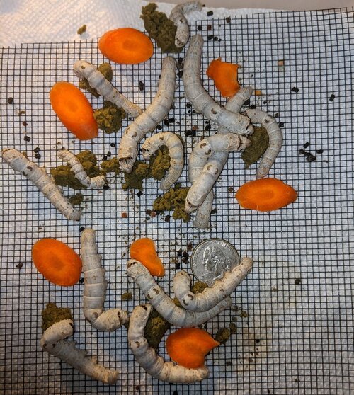 PXL_20210422_031844647 (3).jpg