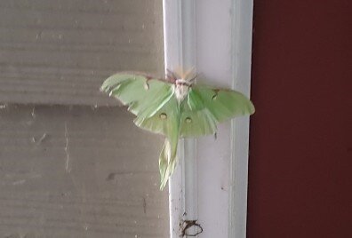 luna moth.jpg