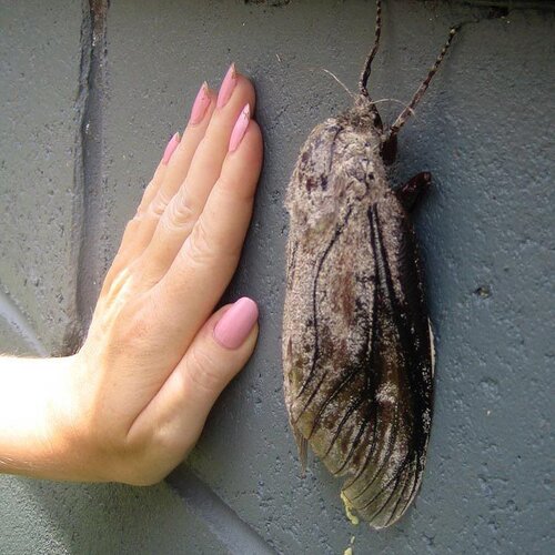 wood moth 2.jpg