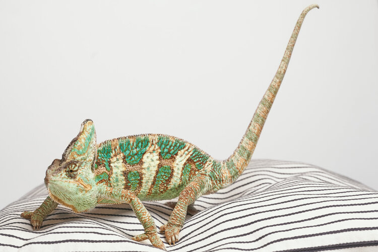 Chameleon_0012.jpg