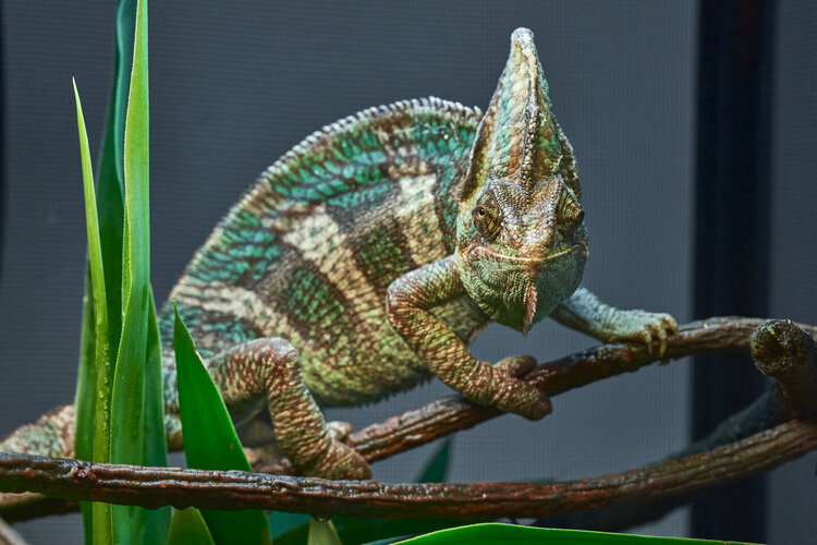 Chameleon_0014.jpg