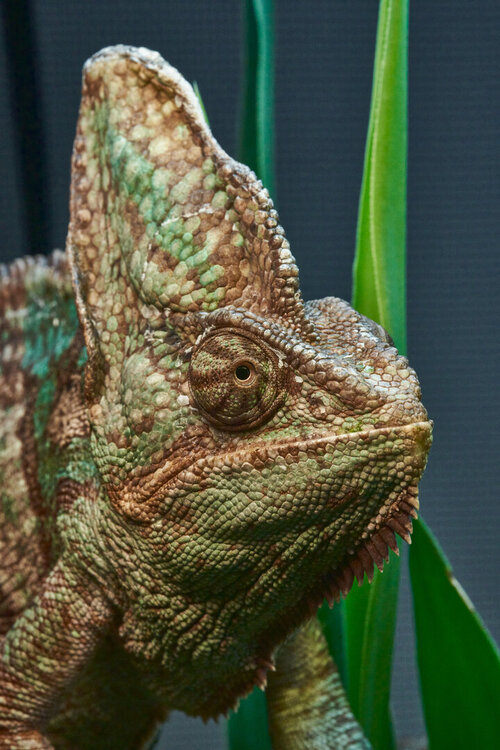 Chameleon_0015.jpg