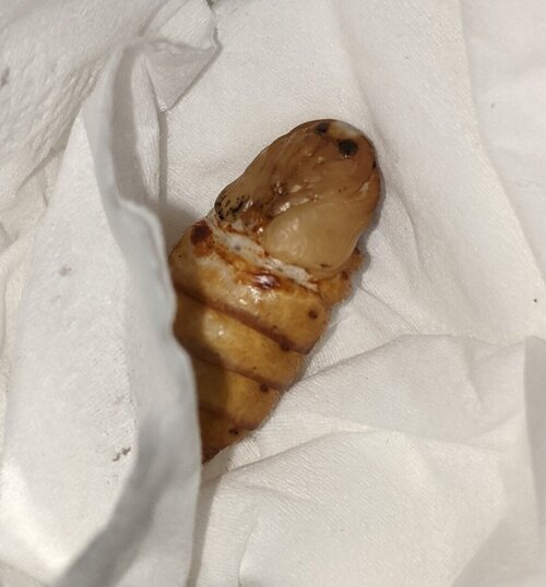 PXL_20210510_213637754 (2).jpg