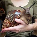 land snail.jpg