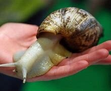 land snail 2.jpg