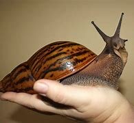 land snail 3.jpg