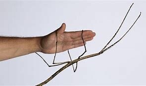 stick insect.jpg