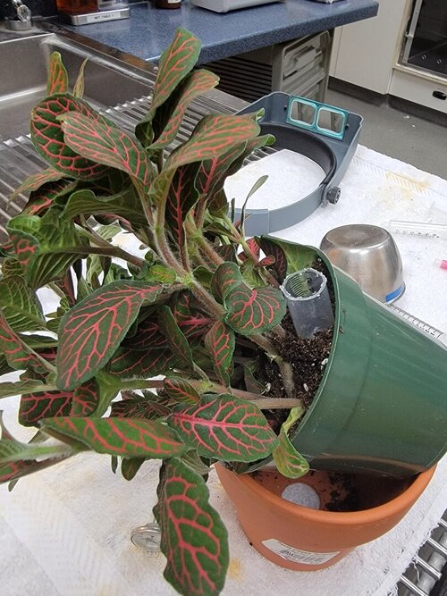 Pot with syringe.jpg