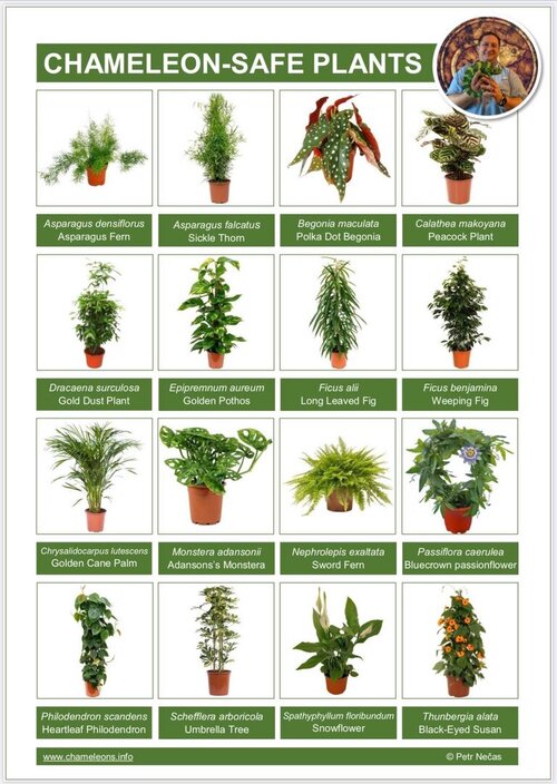Petr Necas Plant List.jpeg
