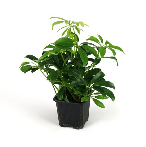 schefflera_arboricola_josh_s_frogs.jpg