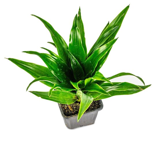 dracaena_compacta_janet_craig_josh_s_frogs_3_3.jpg