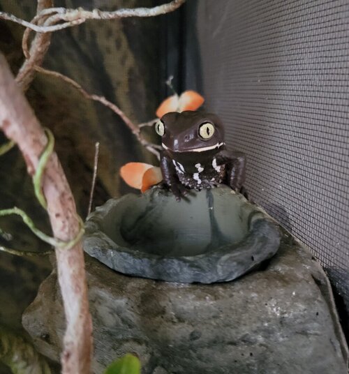 Stare.jpg