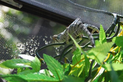 DSC_0979.jpg