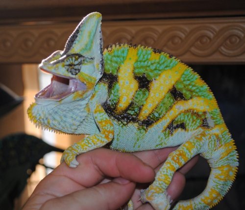 Copy of Copy of DSC_0890.jpg