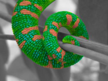 Chameleon tail enhancement.jpg