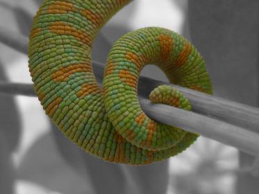 Chameleon tail changed.jpg