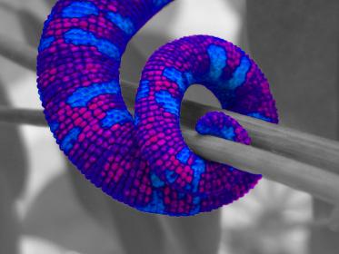 chameleon tail enhancement2.jpg