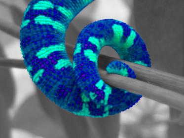 chameleon tail enhancement3.jpg