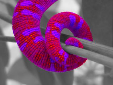 chameleon tail enhancement4.jpg