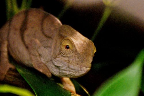 Leopold Fotokontest2.jpg