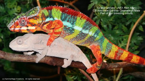 chameleons parnets.jpg