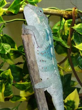 subadult-male-oorana-mena.jpg