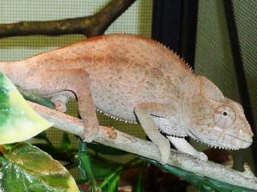 subadult-female-oorana-mena.jpg