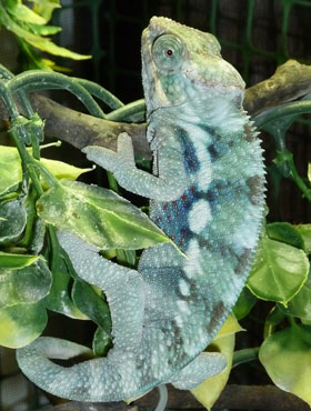 subadult-male.jpg