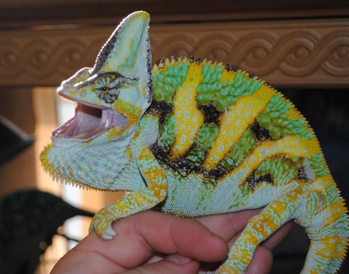 Copy of Copy of Copy of DSC_0890.jpg