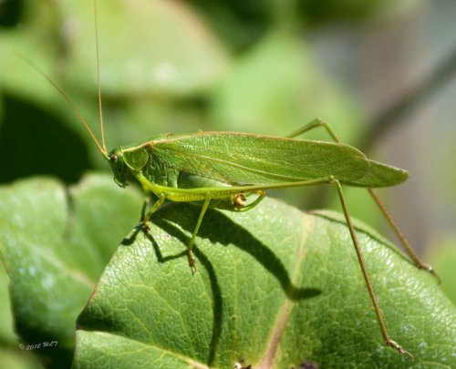katydid.jpg katydid.jpg
