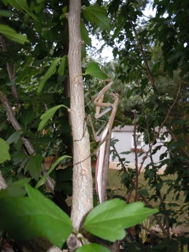 Praying Mantis 8-11 003.jpg