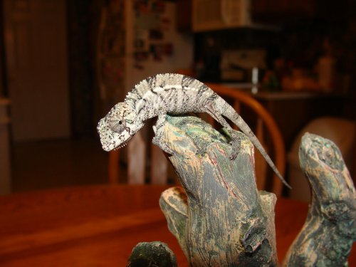 Sony Camera Chams and B DAy 103.jpg