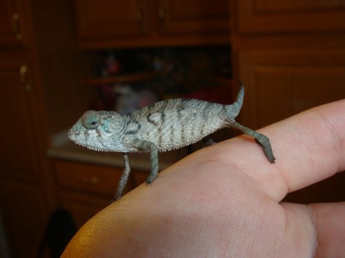 Sony Camera Chams and B DAy 106.jpg