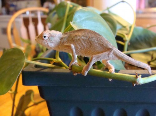 Sony Camera Chams and B DAy 120.jpg